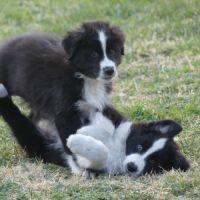 Chiots bergers australiens lof #5