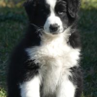 Chiots bergers australiens lof