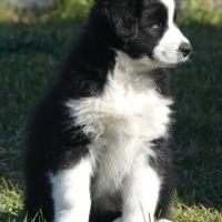 Chiots bergers australiens lof #7
