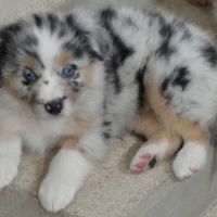 Chiots bergers australiens lof #8