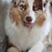 Chiots bergers australiens lof #9