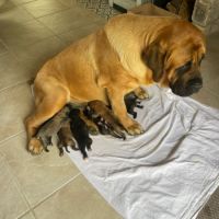 Chiot mastiff lof