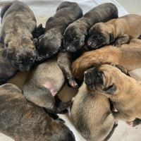 Chiot mastiff lof #2