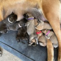 Chiot mastiff lof #3