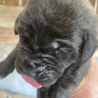 Chiot mastiff lof #4