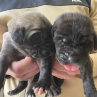 Chiot mastiff lof #5