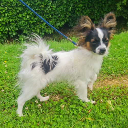 Chiots épagneul nain continental papillon #1