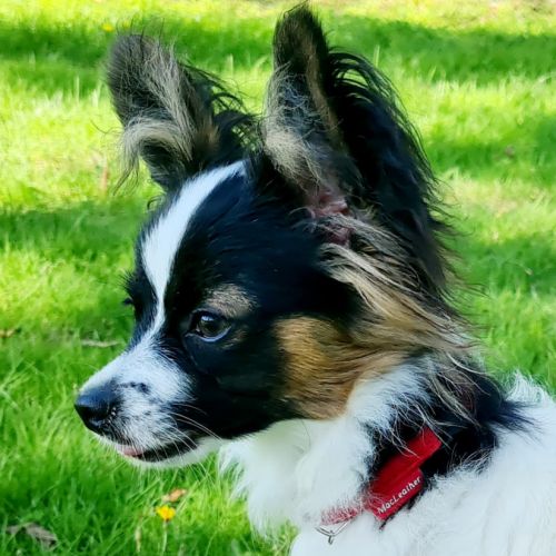 Chiots épagneul nain continental papillon #2