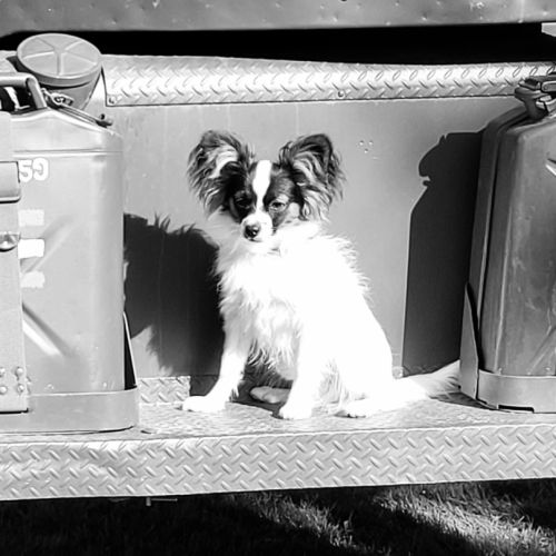 Chiots épagneul nain continental papillon #3