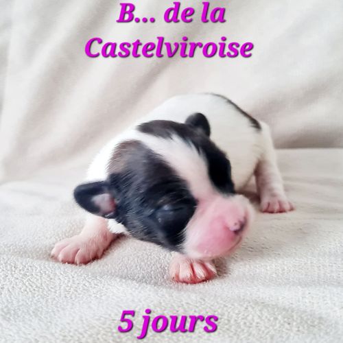 Chiots épagneul nain continental papillon #5