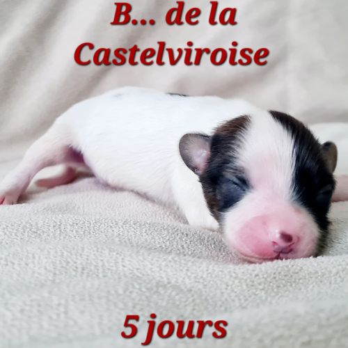 Chiots épagneul nain continental papillon #0