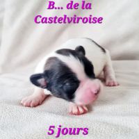 Chiots épagneul nain continental papillon #5