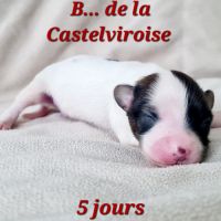 Chiots épagneul nain continental papillon