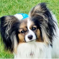 Chiots épagneul nain continental papillon #7