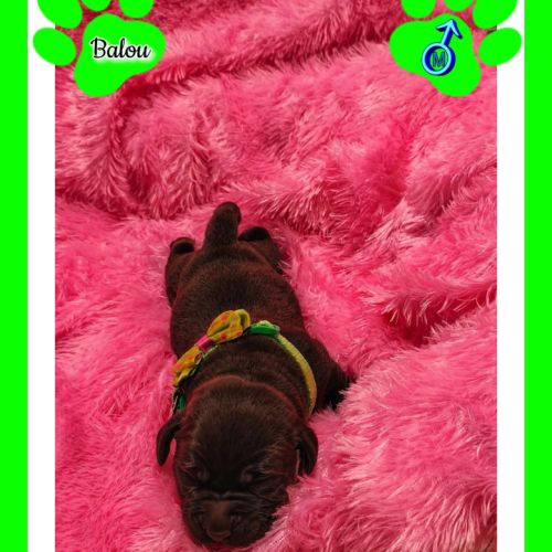 Chiots labradors retrievers chocolats à réserver. #1