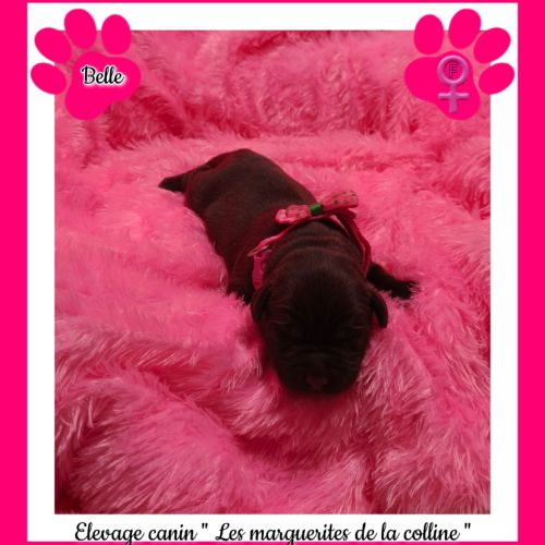 Chiots labradors retrievers chocolats à réserver. #2