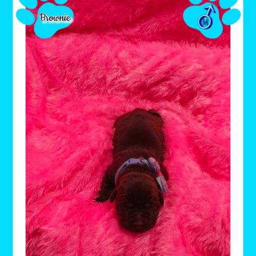 Chiots labradors retrievers chocolats à réserver. #3