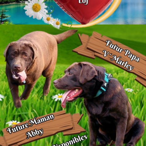 Chiots labradors retrievers chocolats à réserver. #5