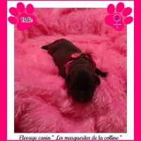 Chiots labradors retrievers chocolats à réserver. #2