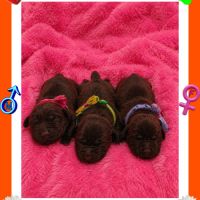 Chiots labradors retrievers chocolats à réserver.