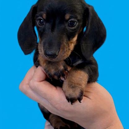 Chiots teckels nains lof #0