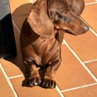 Chiots teckels nains lof #1