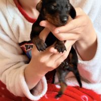 Chiots teckels nains lof #2