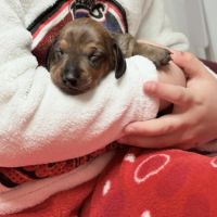 Chiots teckels nains lof #3