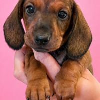 Chiots teckels nains lof #4