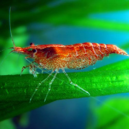 Vend crevettes sakura #2