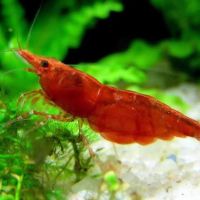 Vend crevettes sakura #1
