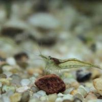 Vend crevettes sakura