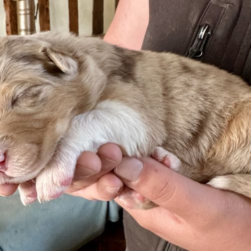 Chiots bergers australiens lof #2