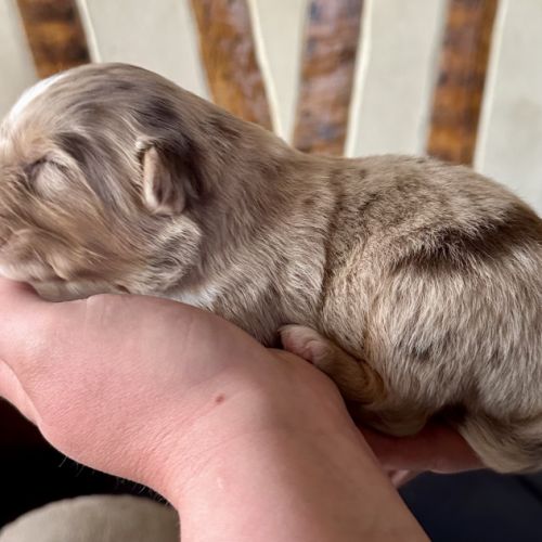 Chiots bergers australiens lof #3