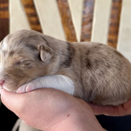 Chiots bergers australiens lof #4