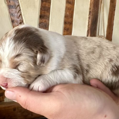 Chiots bergers australiens lof #5