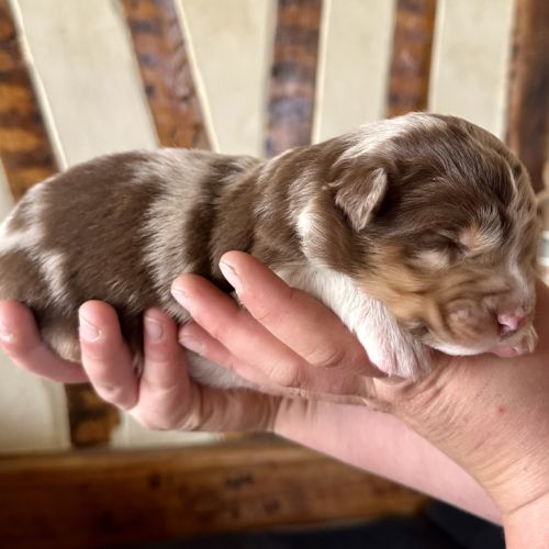 Chiots bergers australiens lof #6