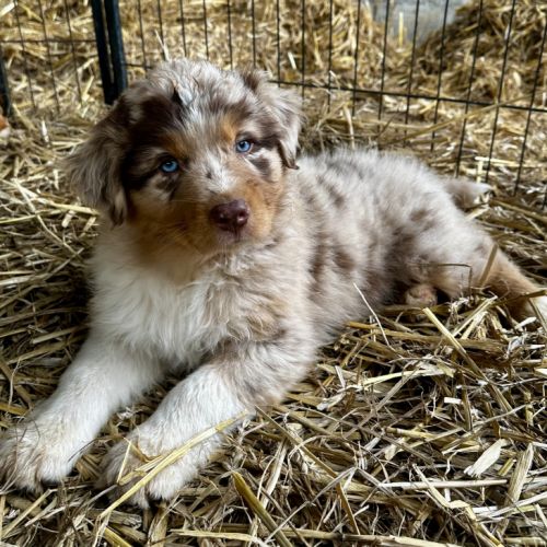 Chiots bergers australiens lof #1