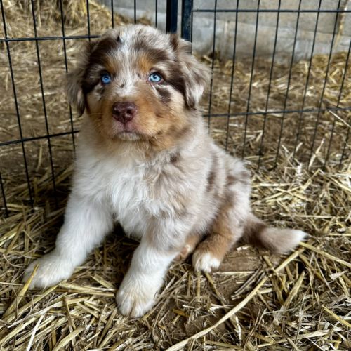 Chiots bergers australiens lof #2
