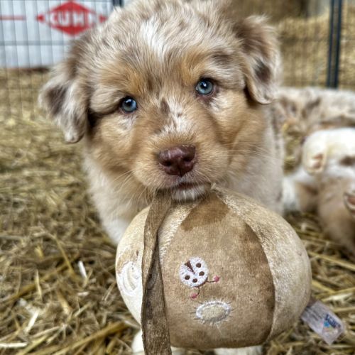 Chiots bergers australiens lof #3