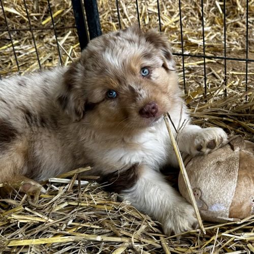 Chiots bergers australiens lof #0