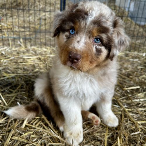 Chiots bergers australiens lof #6
