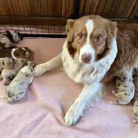 Chiots bergers australiens lof