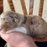 Chiots bergers australiens lof #4