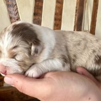 Chiots bergers australiens lof #5