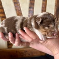 Chiots bergers australiens lof #6