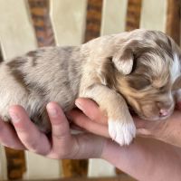 Chiots bergers australiens lof #7