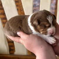 Chiots bergers australiens lof #8