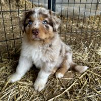 Chiots bergers australiens lof #2
