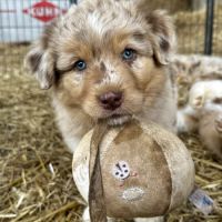Chiots bergers australiens lof #3